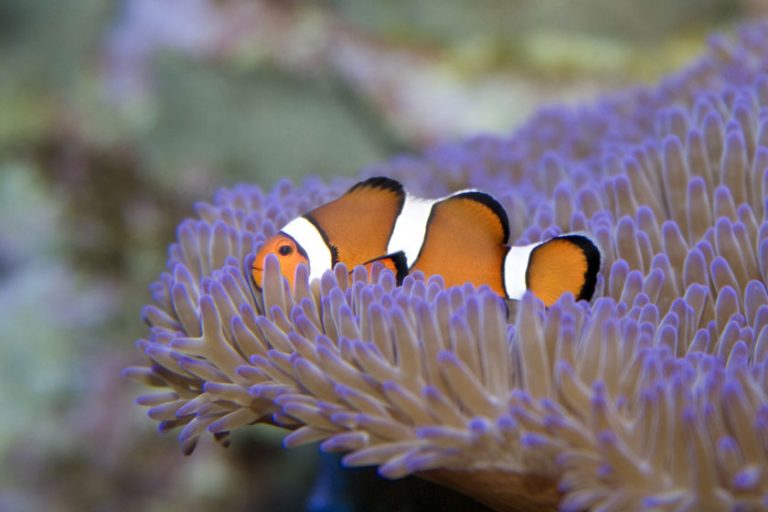 Facts About The Great Barrier Reef