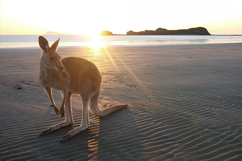 Kangaroo on a beach at Cape Hillsborough near Mackay