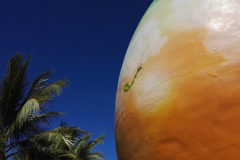 The big mango at Bowen